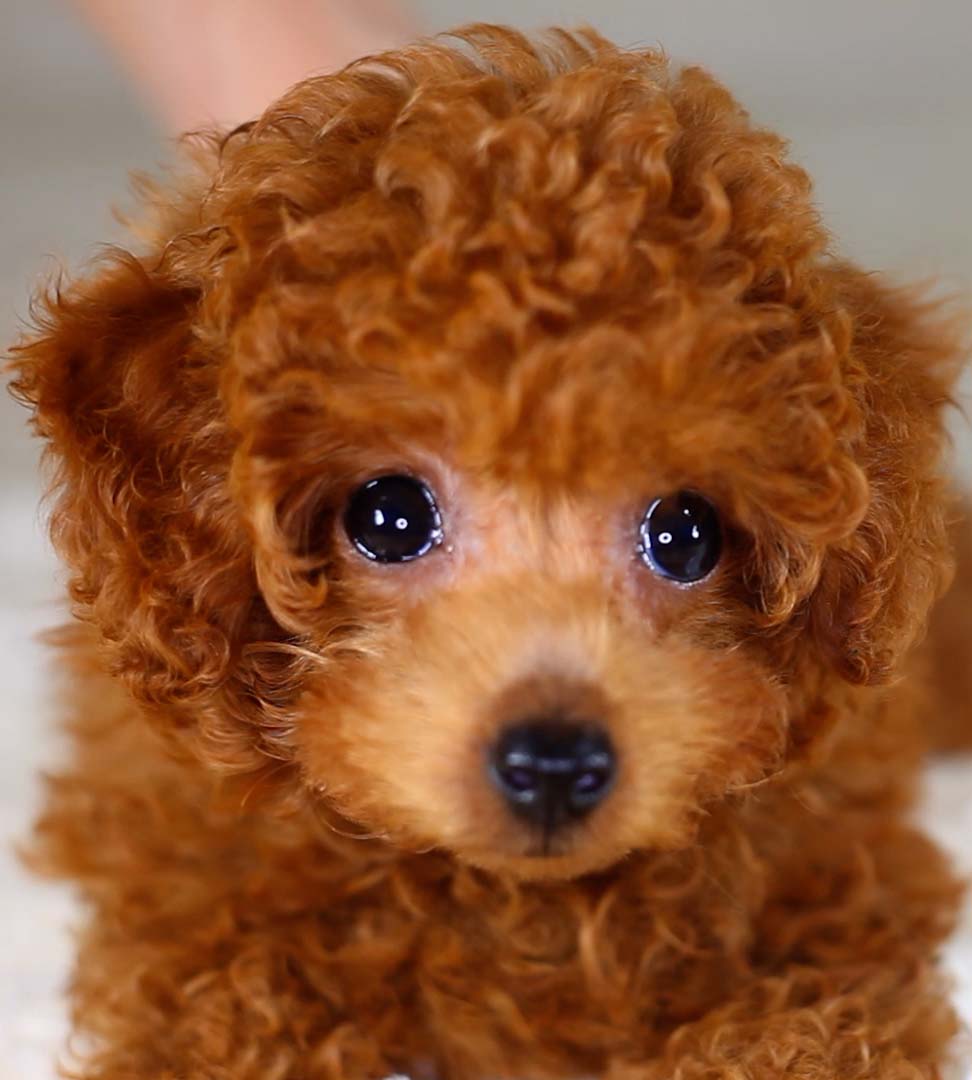 トイプードルの子犬